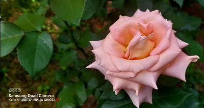 Фотографии роз после обрезки весной: примеры удачного ухода