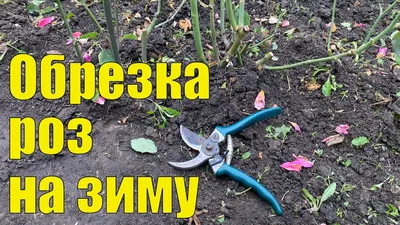 Обрезка роз весной: фотографии и рекомендации по уходу за кустами