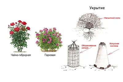 Фото роз весной на фоне природы