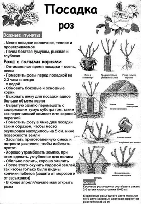 Фото роз весной с распустившимися цветами