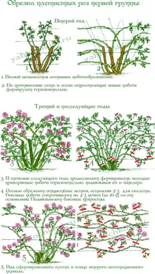Фото обрезанных роз в разных форматах: jpg, png, webp