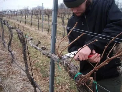 Обрезка винограда на зиму: Крупное изображение для загрузки в формате JPG
