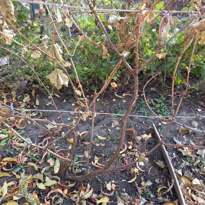 Зимняя обрезка винограда: WebP изображение высокого качества