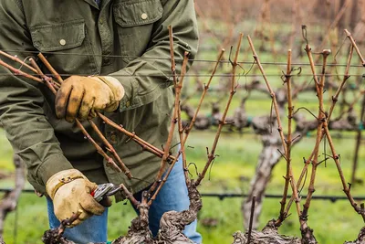 Фотография обрезки винограда на зиму: Выберите подходящий размер