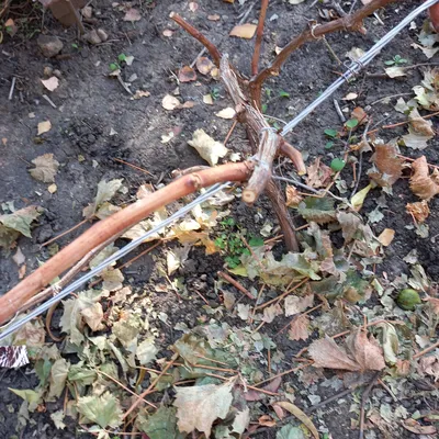 Фотка обрезки винограда на зиму: Скачивание в формате WebP