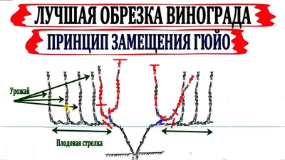 Зимний виноград: Изображение обрезки в высоком разрешении (JPG)