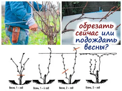 Фотка обрезки винограда на зиму: WebP изображение для скачивания