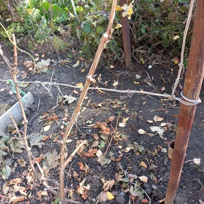 Фотография обрезки винограда на зиму: PNG формат для скачивания