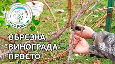 Фото обрезки винограда на зиму: Скачать в формате JPG