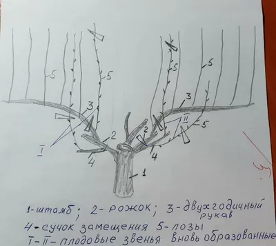 Зимний виноград: Фото обрезки виноградной лозы (JPG)