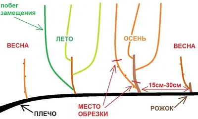 Фотография обрезки винограда на зиму: Скачать в PNG