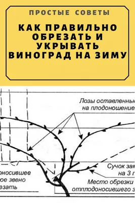 Обрезка винограда на зиму: WebP изображение для загрузки