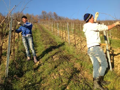 Фотообраз обрезки винограда на зиму: Изображение в высоком разрешении (JPG)