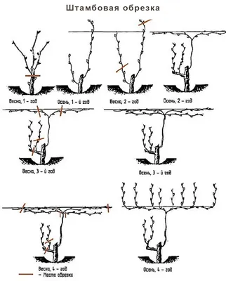 Фото обрезки винограда весной: выбор размера и формата