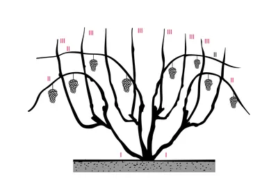 Фото обрезки винограда весной: выбирайте размер изображения