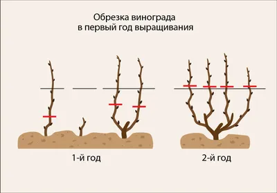 Обрезка винограда весной: фото и скачивание в формате Full HD