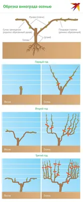 Фото обрезки винограда весной: скачать бесплатно в формате JPG