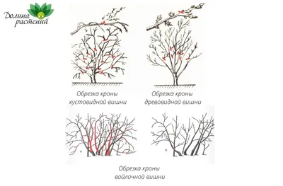 Виноградная обрезка весной: фото, которые вдохновляют на садоводство