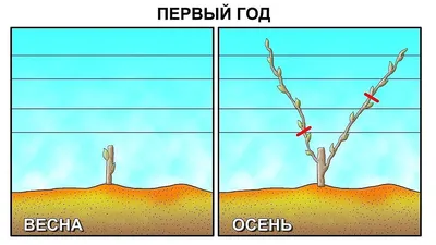 Виноградная обрезка весной: фото, которые вдохновляют на заботу о растении