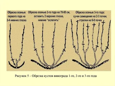 Картинки обрезки винограда весной в хорошем качестве