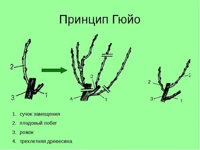 Фотки виноградной обрезки весной в формате PNG