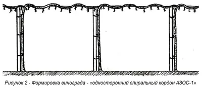 Фото виноградной обрезки весной в формате WEBP