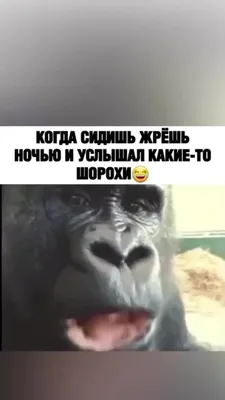 Смешные фотографии для скачивания