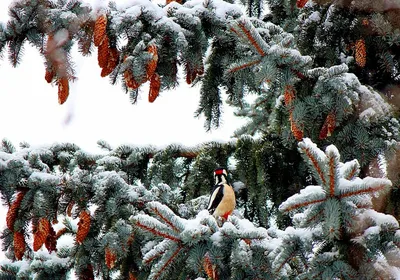 Зимний фотосюжет: Очень красивая зима - картинка