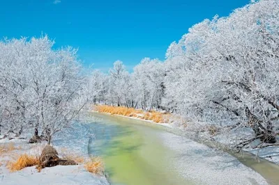 Зимний реализм: Фото Очень красивой зимы - WebP