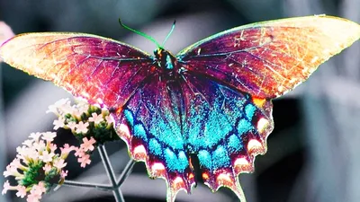 Очень красивые бабочки  фото