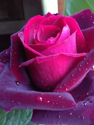 Фотографии красивых роз в jpg, png и webp форматах