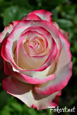 Скачать изображения удивительных роз в высоком качестве