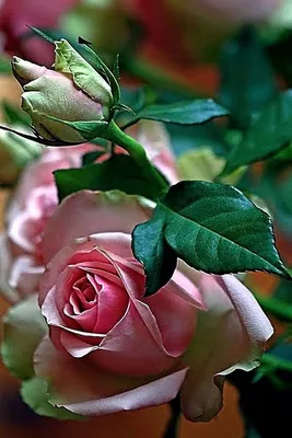 Красота розы в каждом пикселе