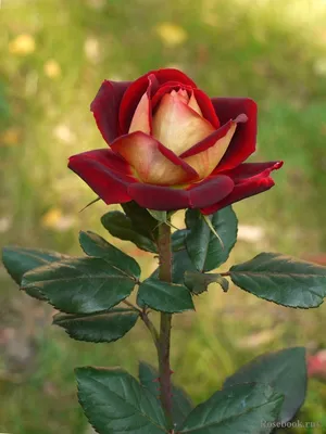 Фото прекрасных роз для скачивания