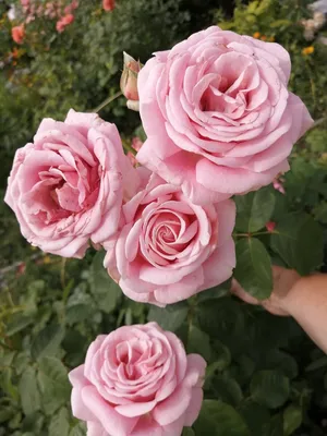 Краткое погружение в мир красоты роз