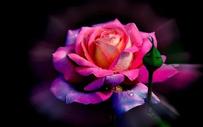 Красивое изображение розы для вашего рабочего стола