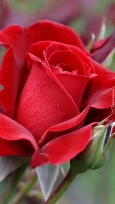 Изображение красивых роз в png формате