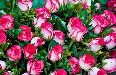 Картинки прекрасных роз для вашего выбора