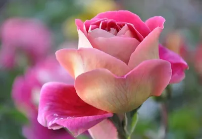 Фото чудесных роз в разных размерах