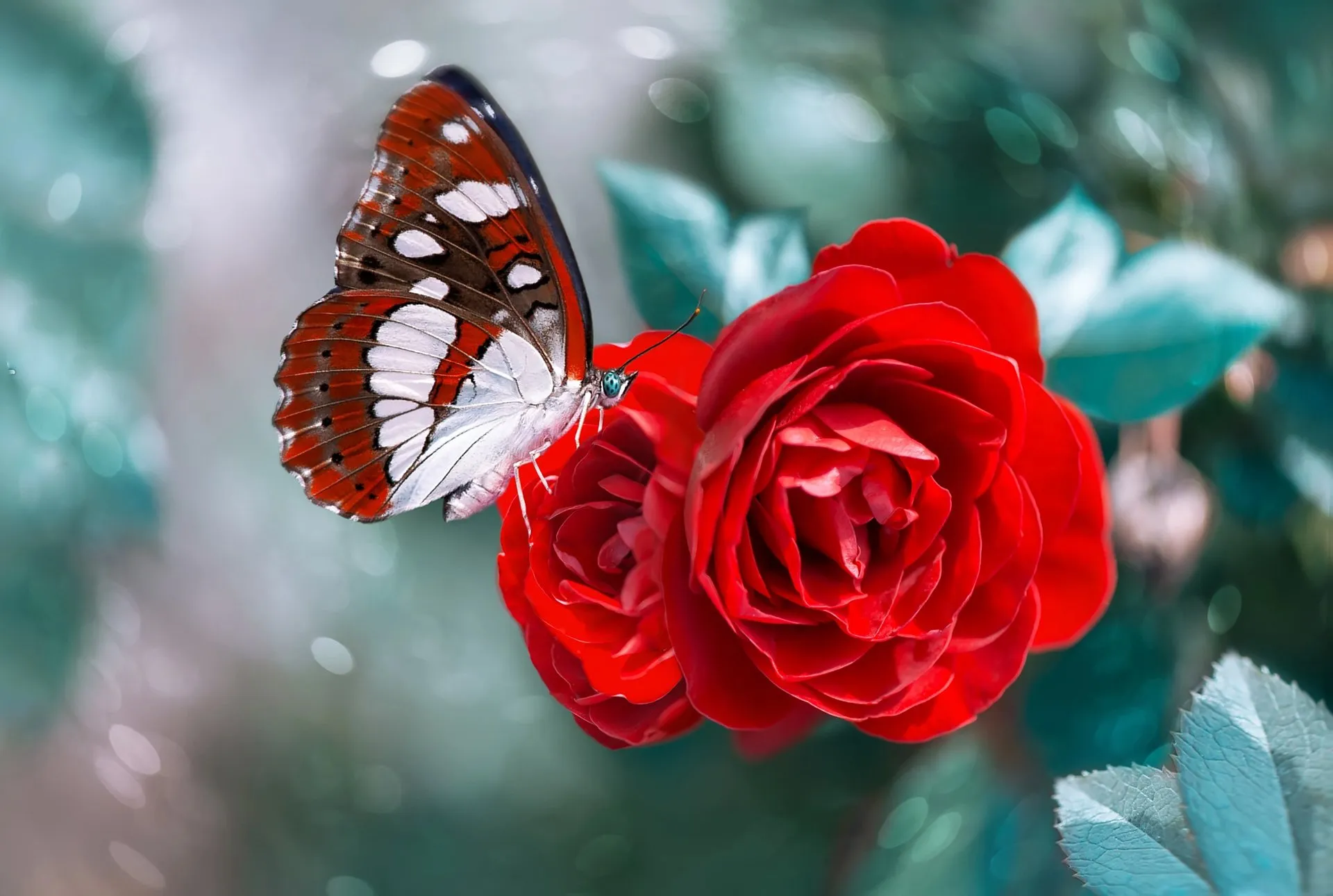 Красно белые бабочки