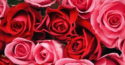 Очаровательные изображения роз для великолепного оформления