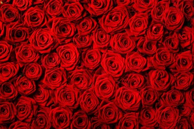 Уникальные фото роз для вдохновения и творчества