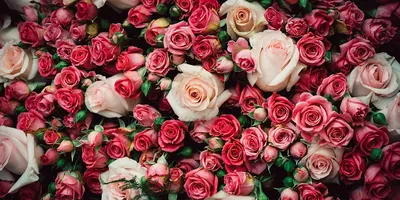 Великолепные изображения роз в разных размерах и форматах