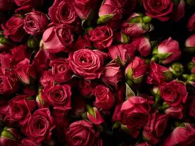 Блистательные фото роз для придания особого шарма