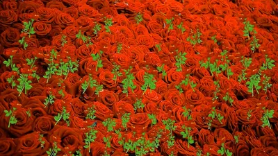 Коллекция прекрасных картинок роз для ваших потребностей