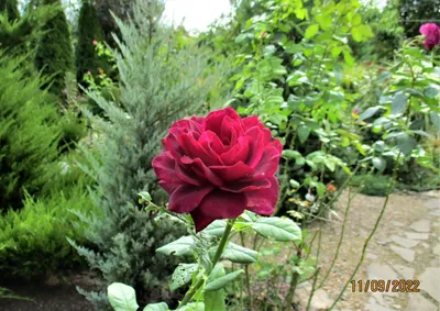 Удивительные картинки роз, выражающие нежность и красоту