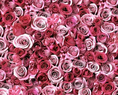 Изумительные фото роз для вдохновения