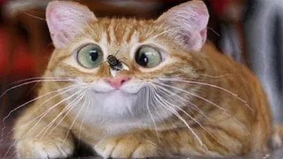 4K изображения смешных котов для вашего настроения
