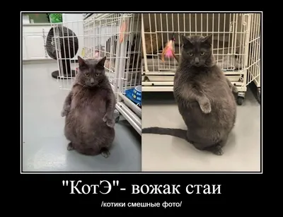 Новые фото смешных котов в хорошем качестве