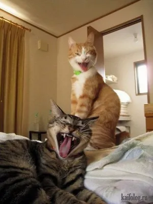 Улыбнитесь смешными картинками котов в Full HD